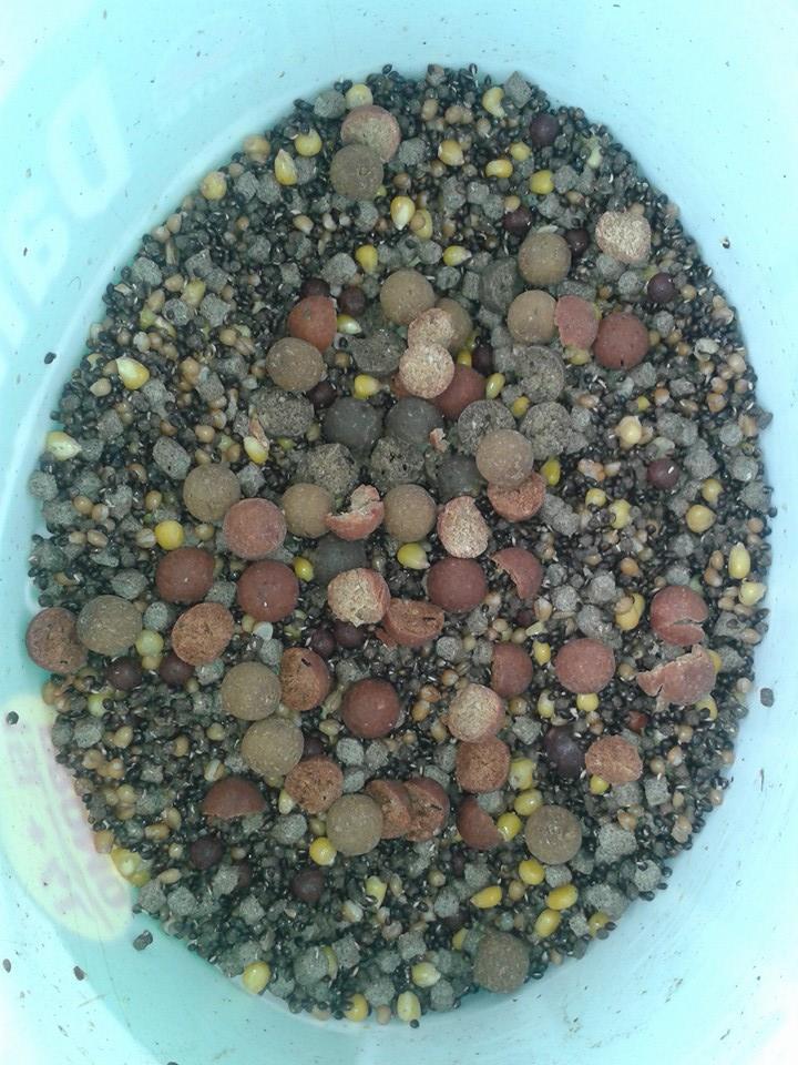 1 - 17790377345784432493641494826568n.jpg